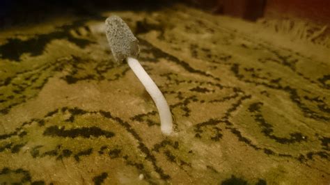 Magical flying carpet mushroom
